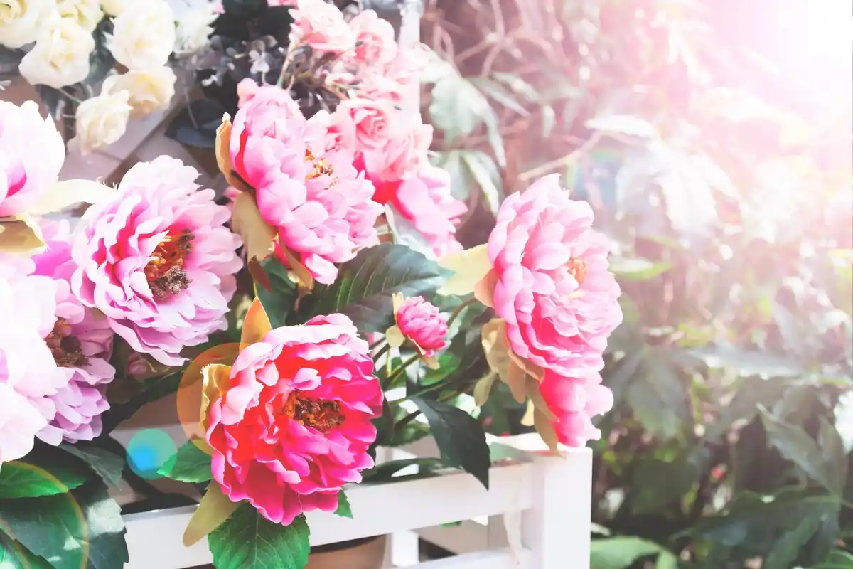 pink peonies rain dutch garden mood