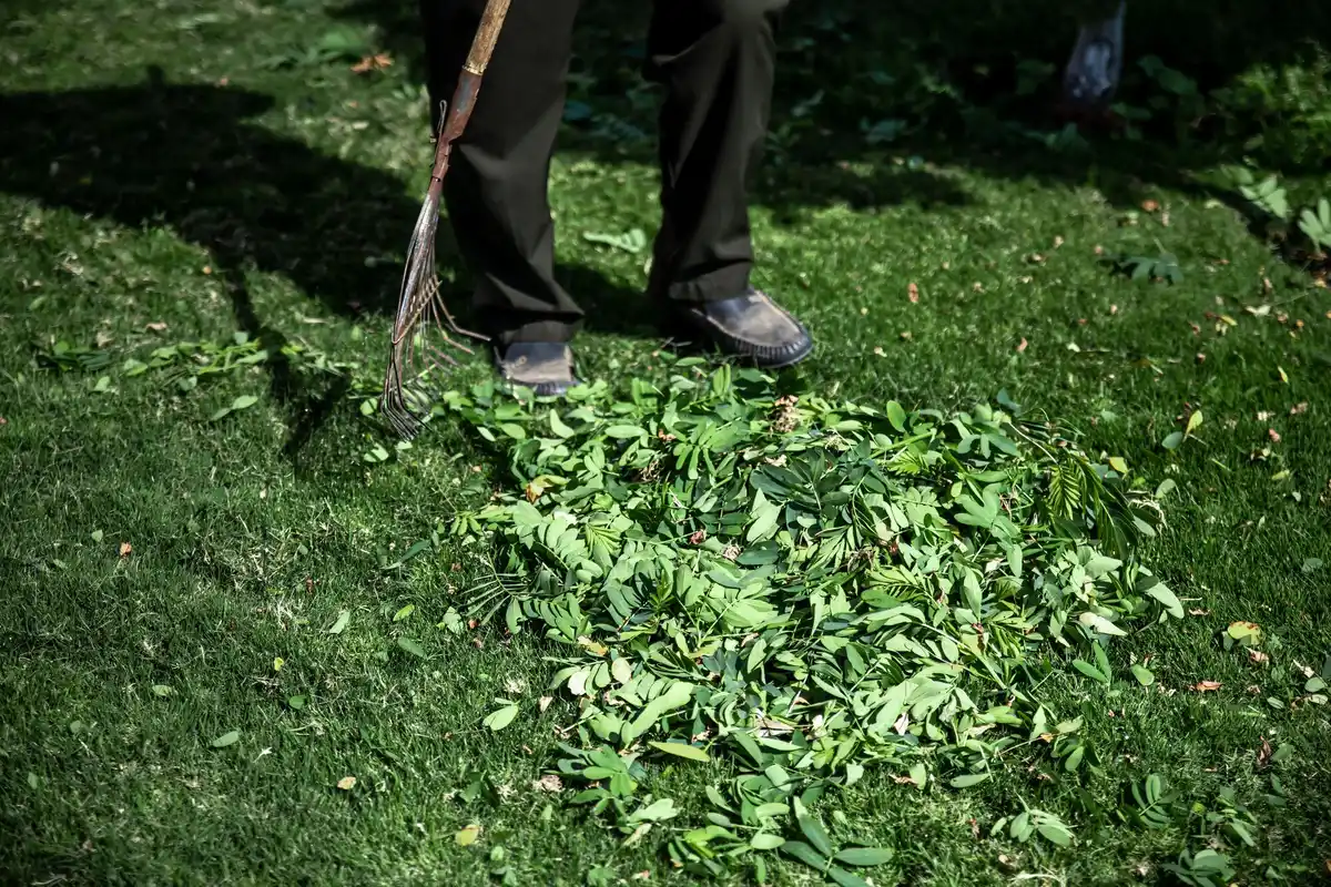 damaged hedge hedge trimmer netherlands