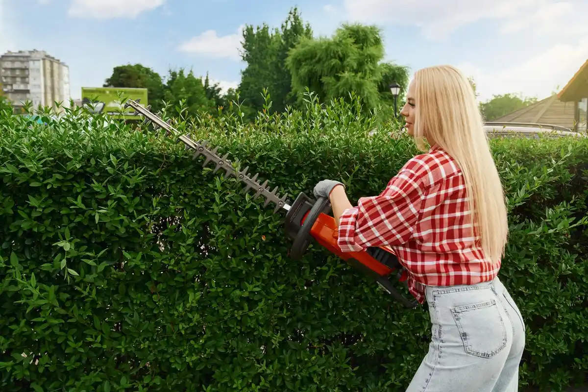 damaged hedge after hedge trimmer use in dutch garden