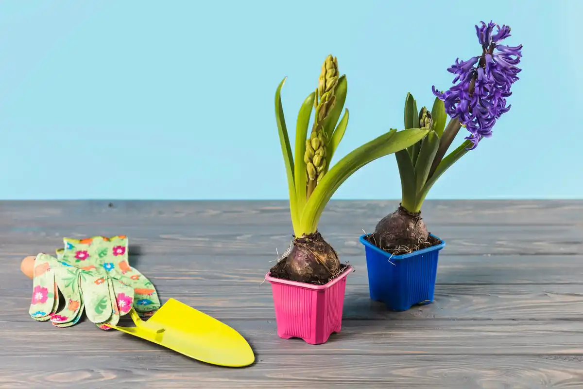 colorful indoor companion planting