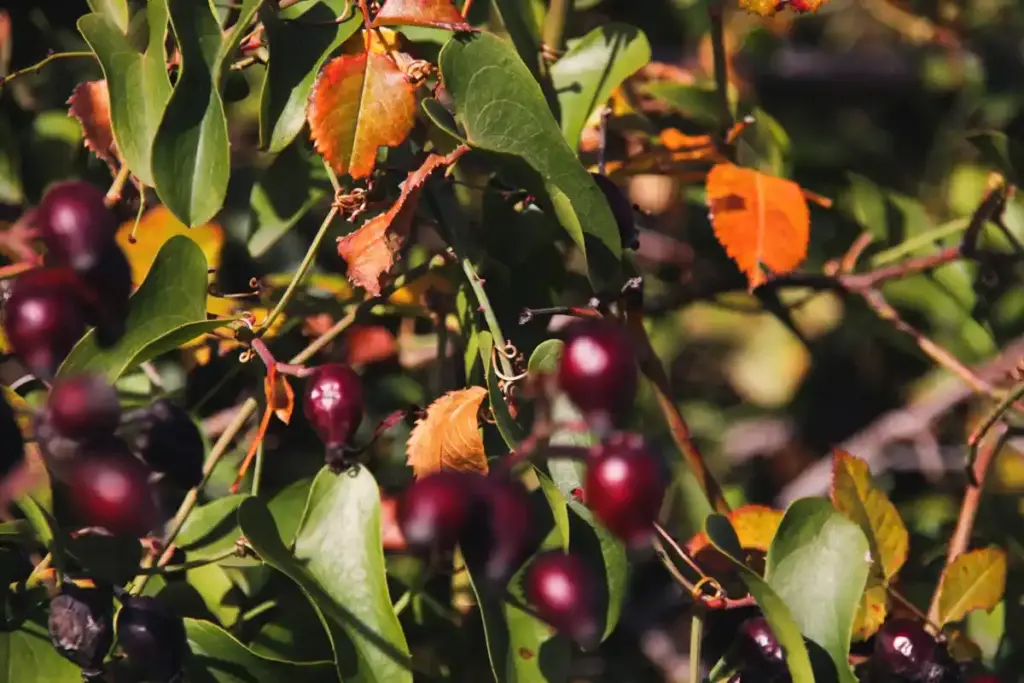 plum tree pruning branches repurpose nutrients garden