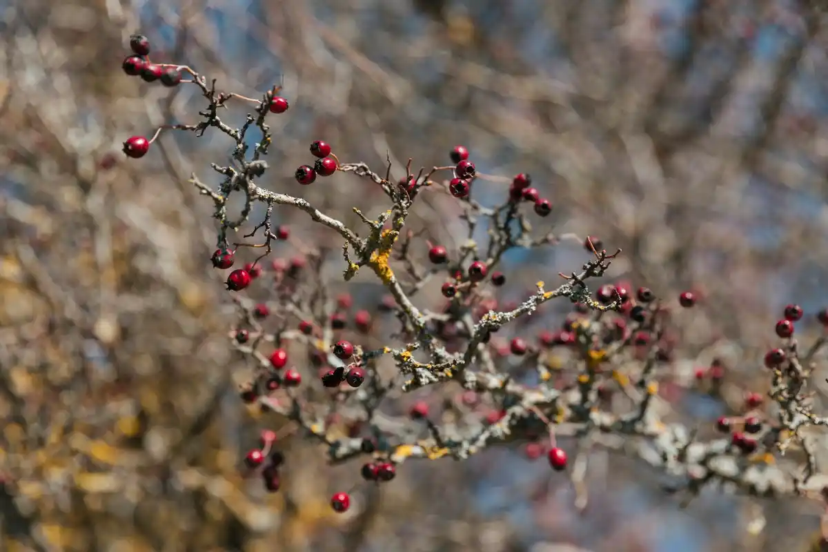 dutch plum tree branches in garden reuse