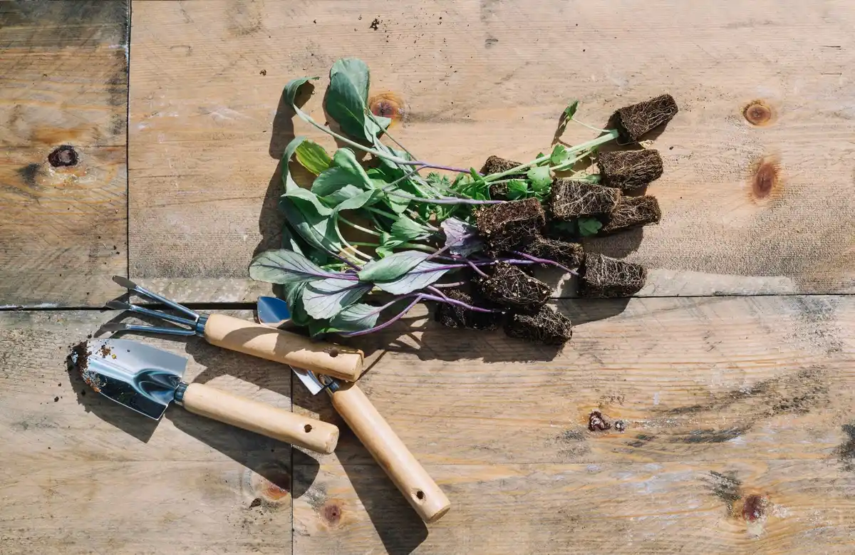 dirty rusty garden tools on wooden shelf