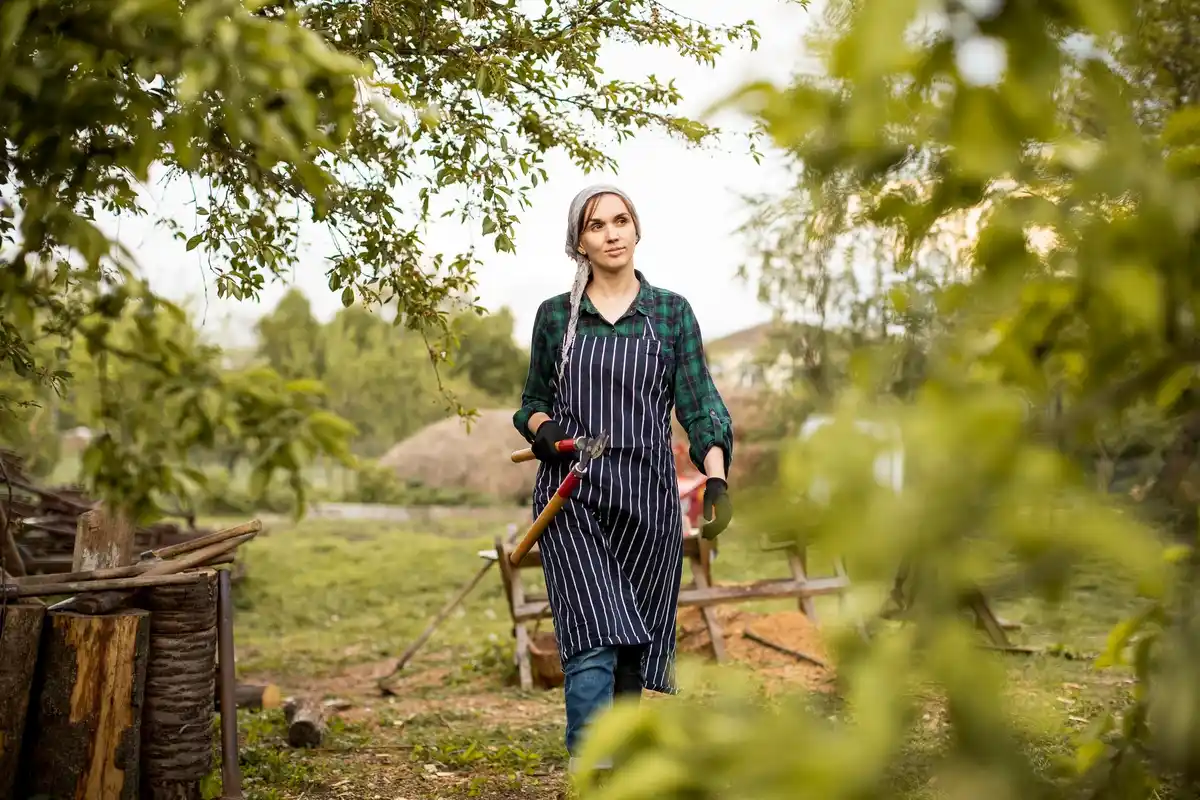 old woman pruning fruit trees in Dutch garden