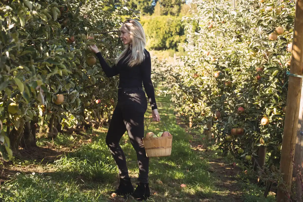 elderly gardener caring for apple trees in Dutch countryside