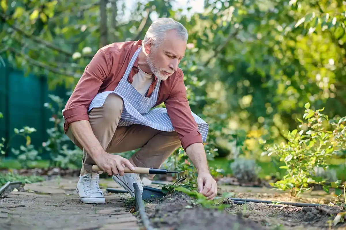elderly dutch man gardening hoe technique allotment summer