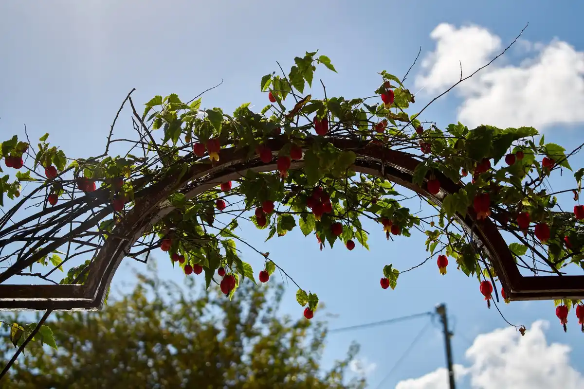 cherry tree pruning dutch backyard summer