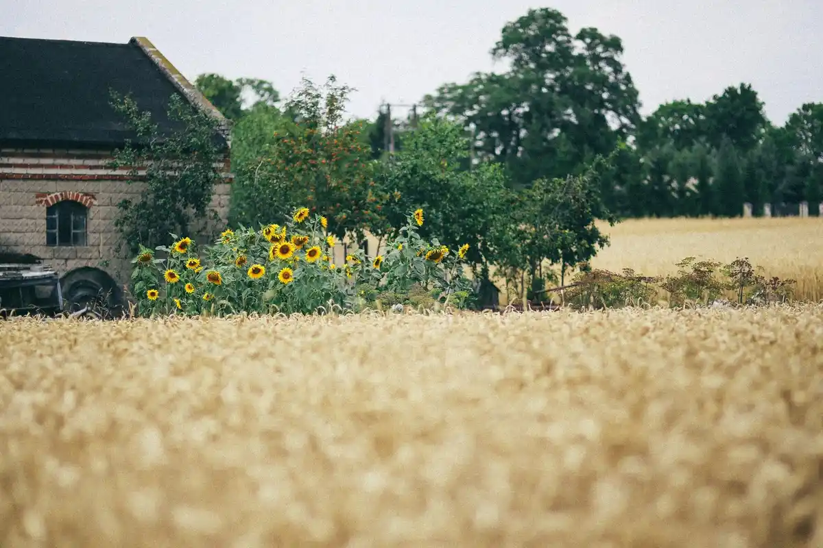 Traditional Dutch manure pile rural landscape