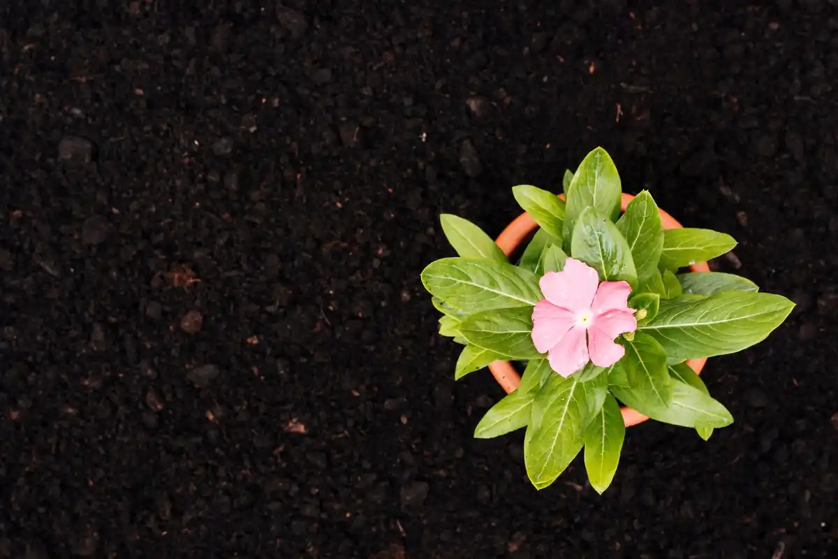 coffee grounds on soil with garden plants