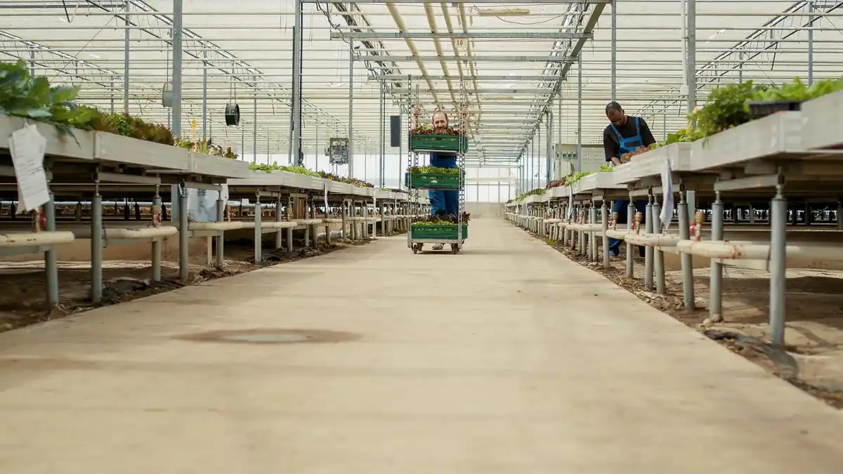 modern Dutch greenhouse drone technology