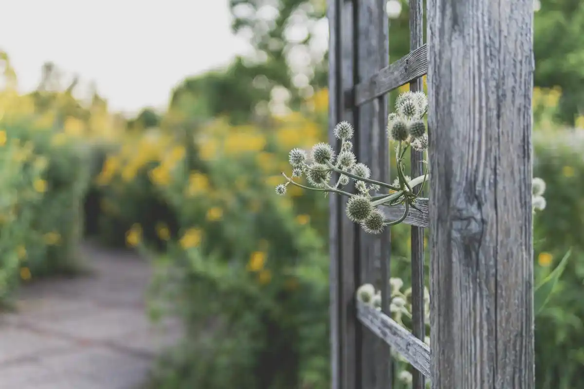 vintage parsnip in Dutch cottage garden