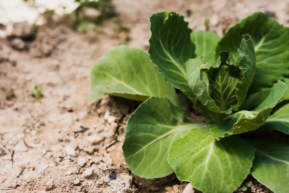 Dutch homegrown parsnip in vegetable garden