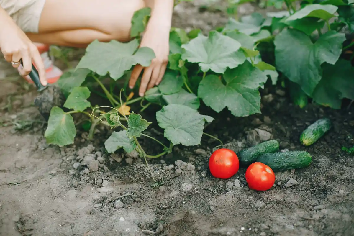 radish and cucumber companion planting Dutch garden