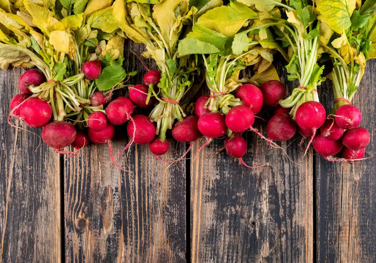radish and cucumber plants in Dutch garden