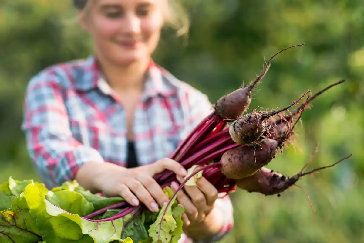 harvest of radishes and cucumbers in hands Dutch allotment