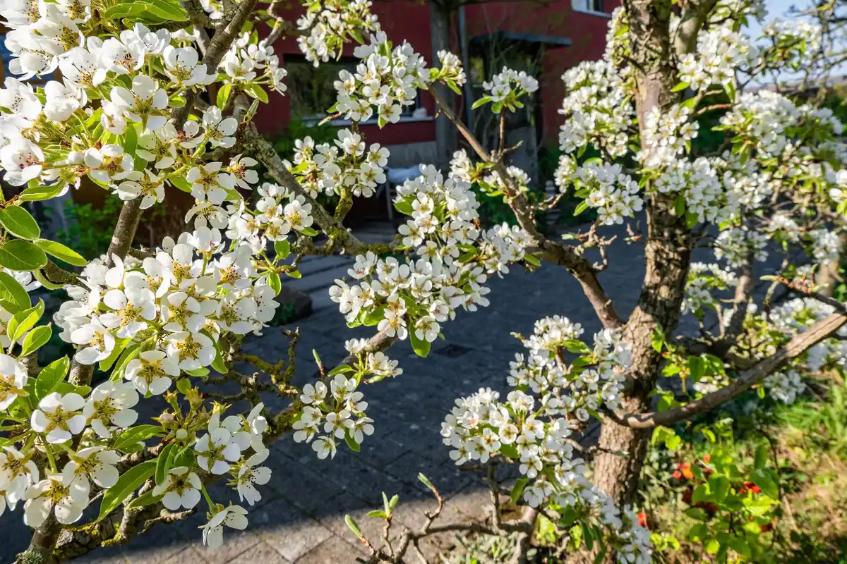 fruit tree pruning late spring netherlands