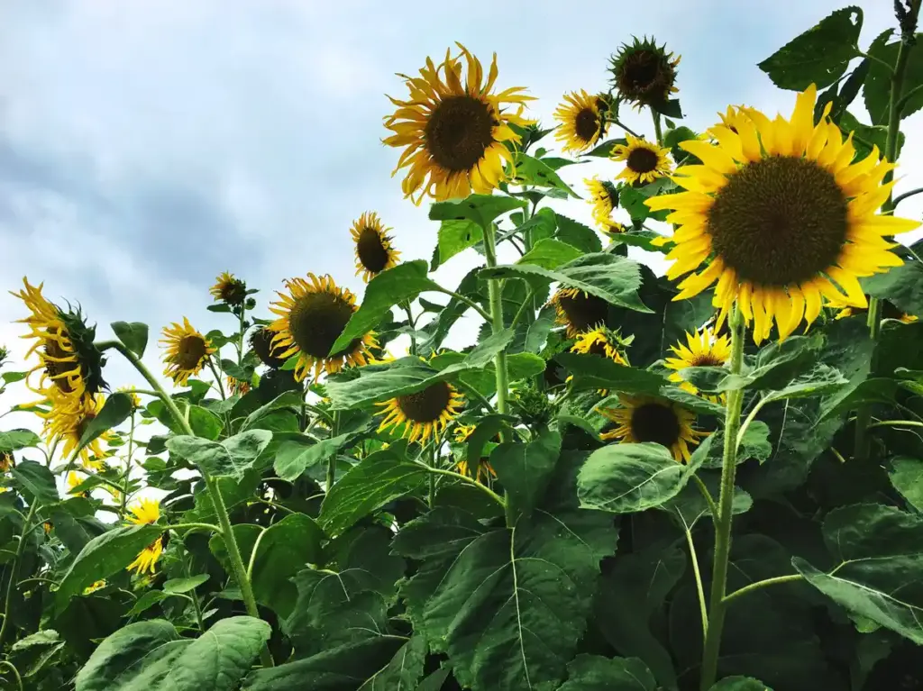 sunflower plants in Dutch garden close-up
