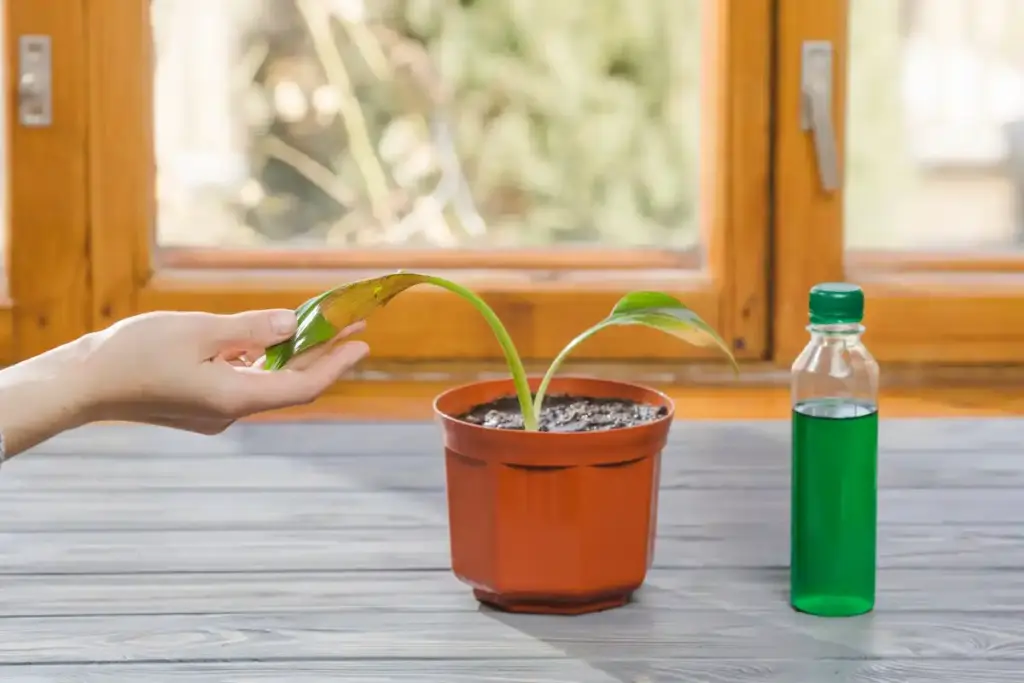 healthy houseplants banana peel soil home