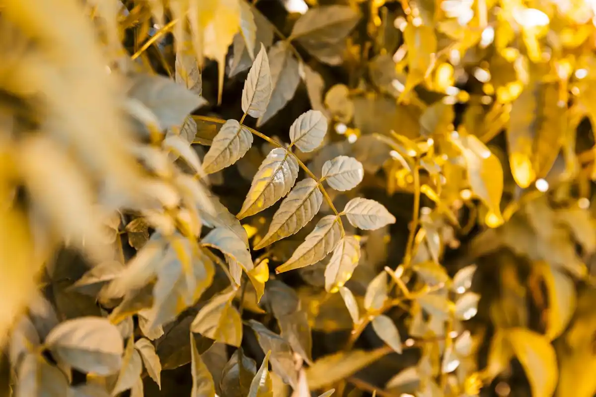 yellow leaves indoor plant close-up natural light home