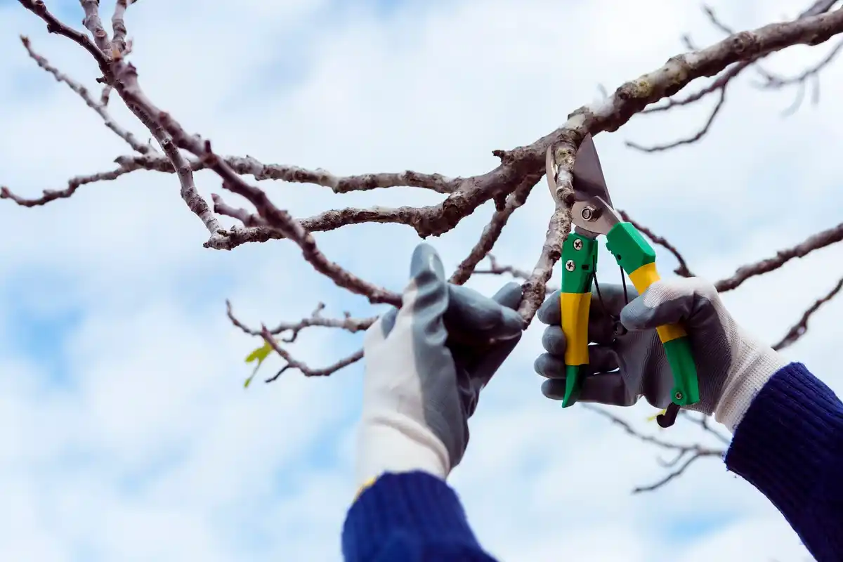 bird deterrent devices in fruit garden