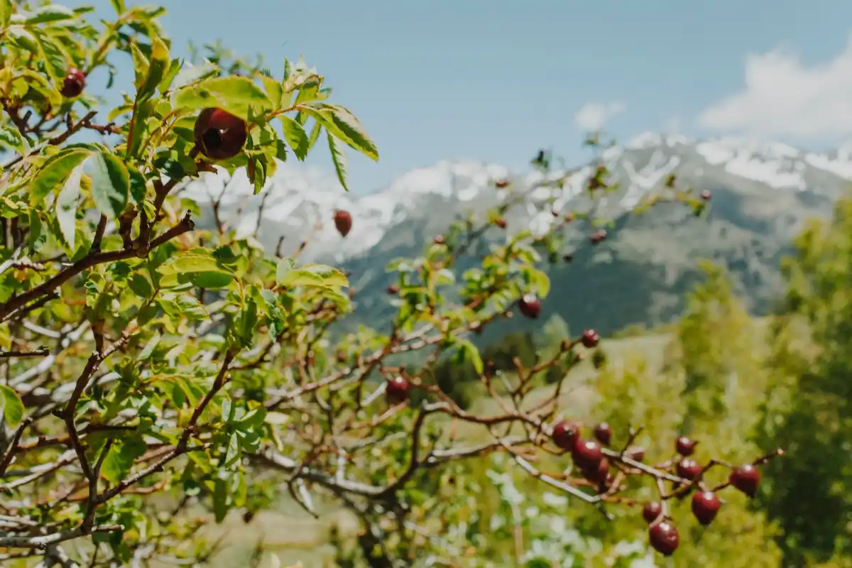 wild berry bushes edge of fruit garden