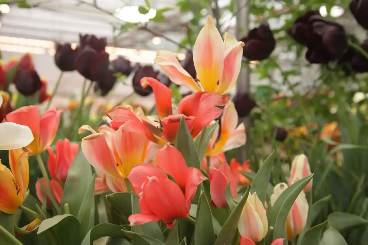 Dutch garden planting tulip bulbs autumn