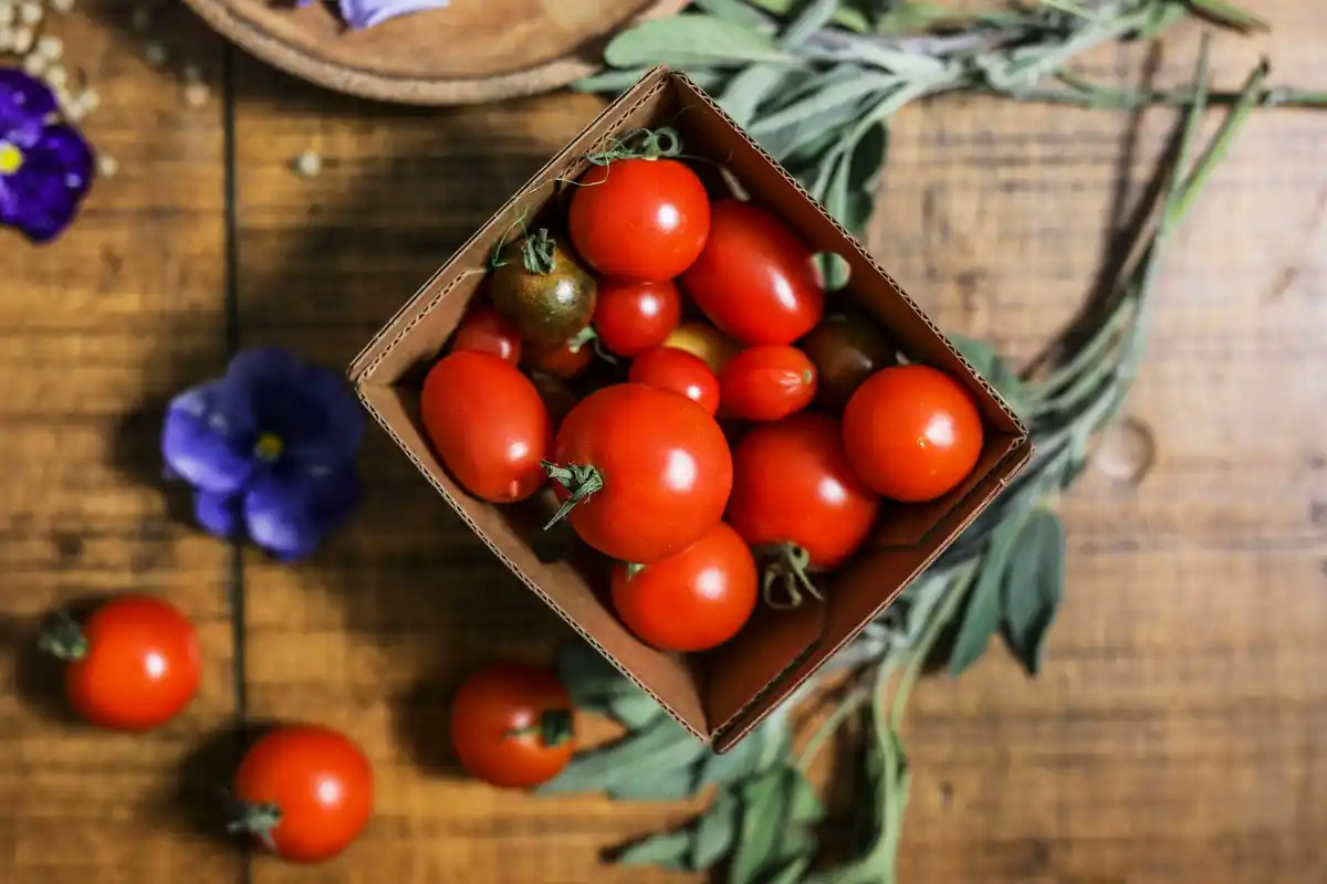 tomato plants sea salt traditional Dutch garden