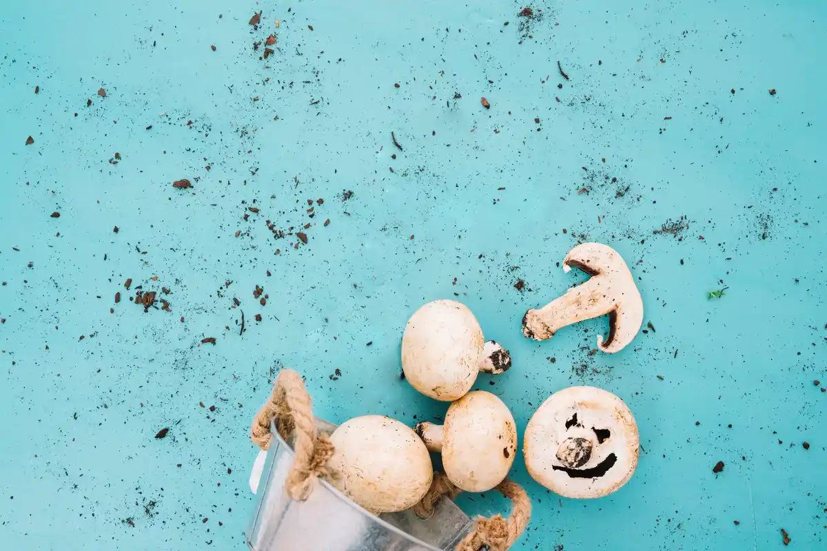 crushed eggshells in vegetable garden close up