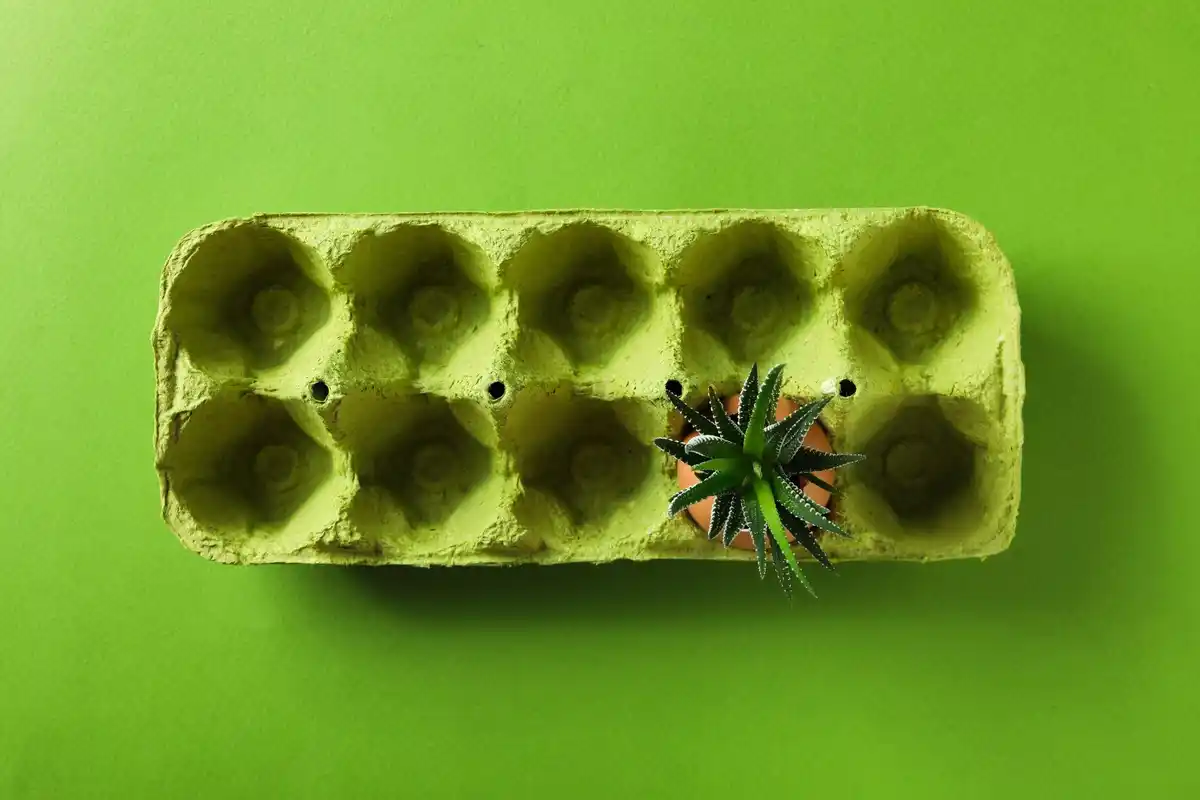 vegetable garden with eggshells around plants