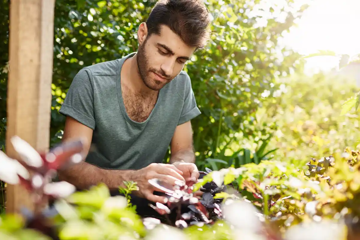 dutch gardeners using coffee grounds in vegetable garden