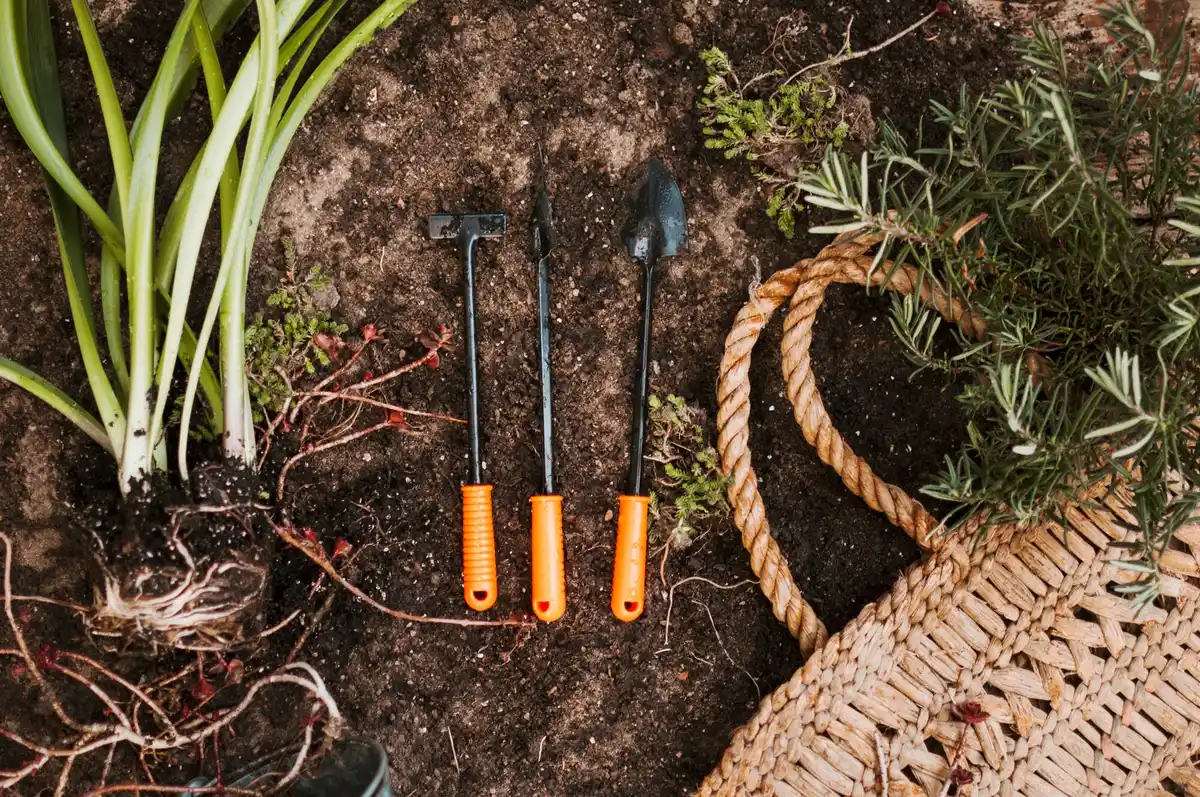 Vegetable garden in the Netherlands harvest summer tools soil