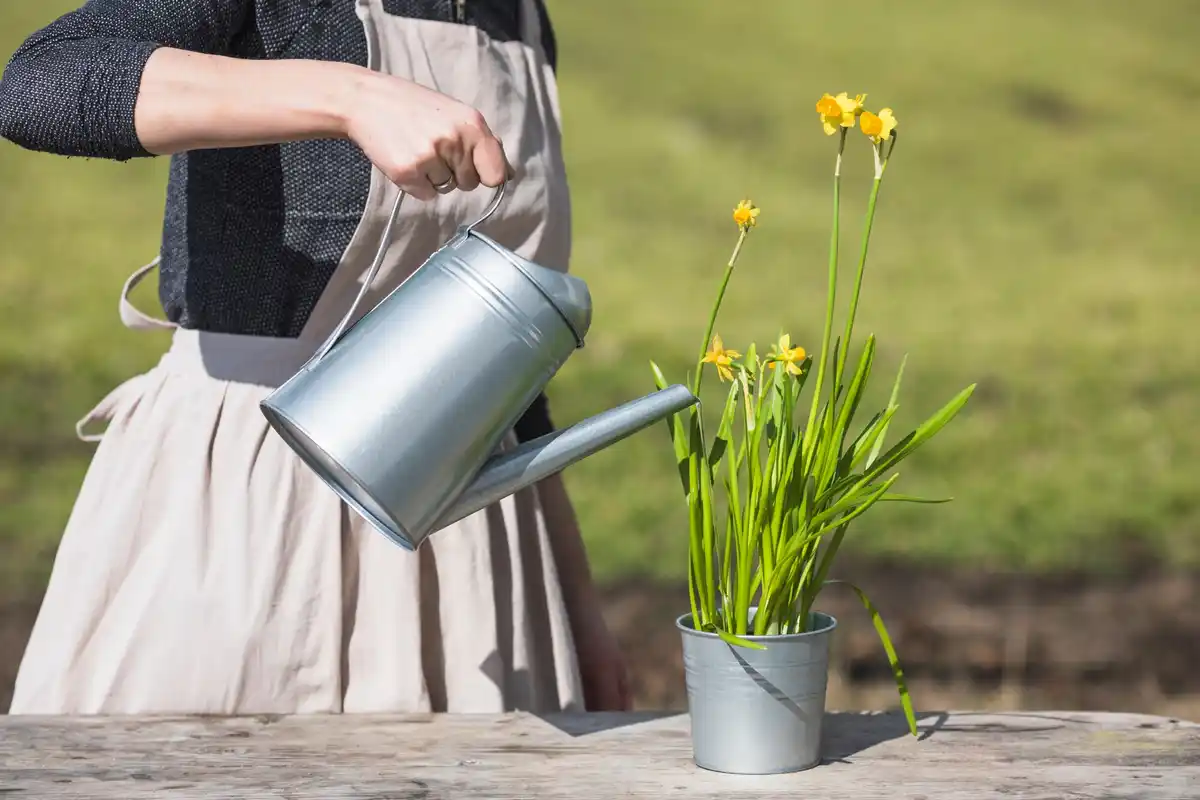 watering can rustic garden Dutch backyard