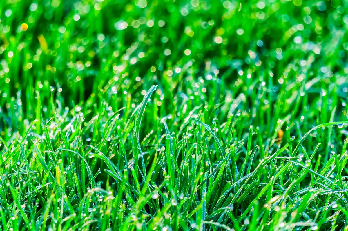 close up wet grass stuck in lawn mower blades garden netherlands
