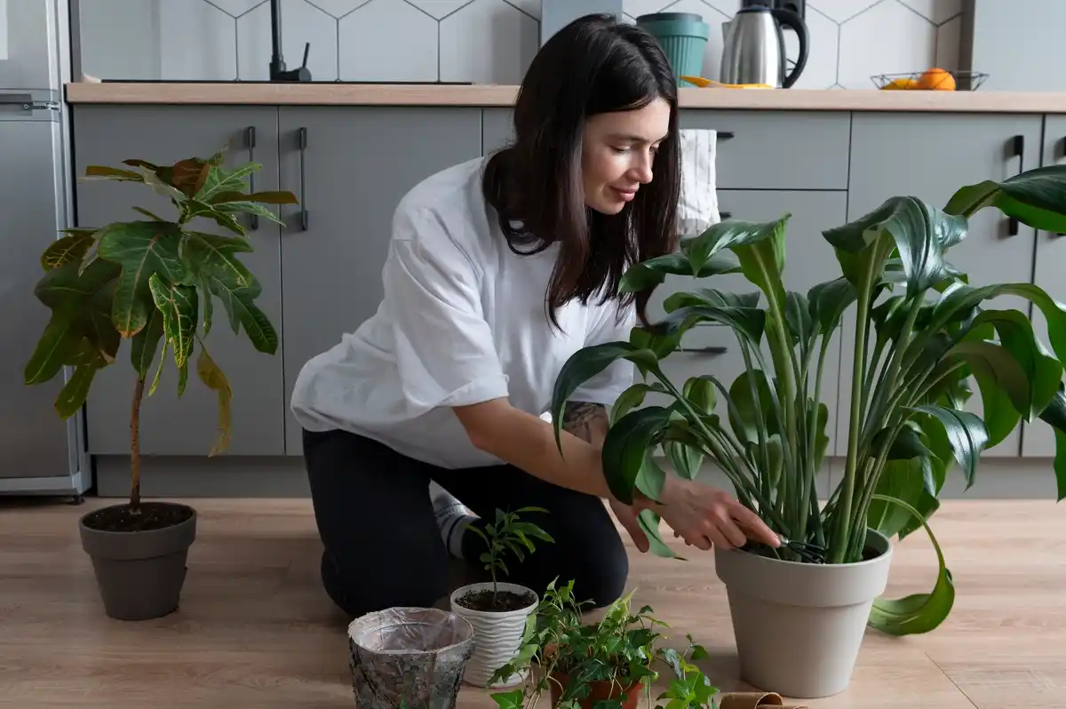 overwatering indoor plants winter Netherlands living room
