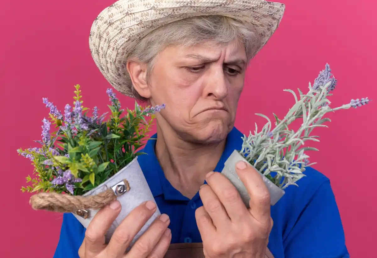 dutch grandmother natural aphid remedy garden