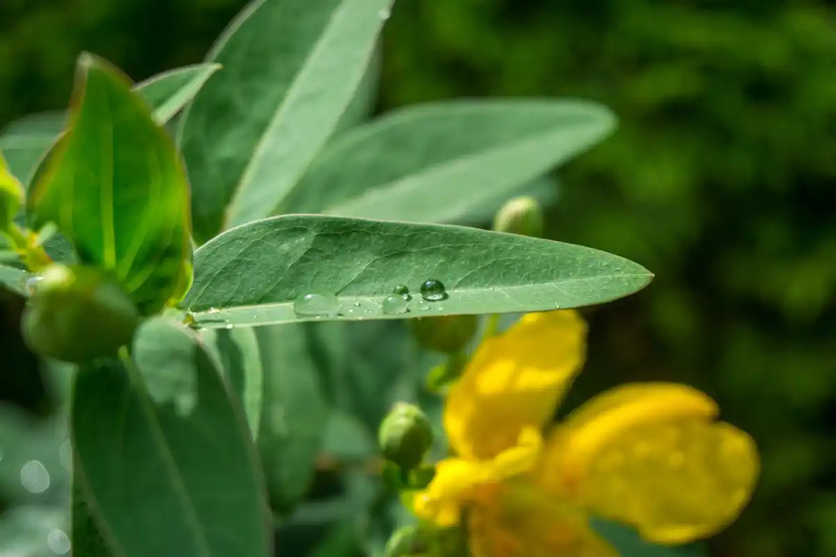 close up milk spray on plant leaves against aphids
