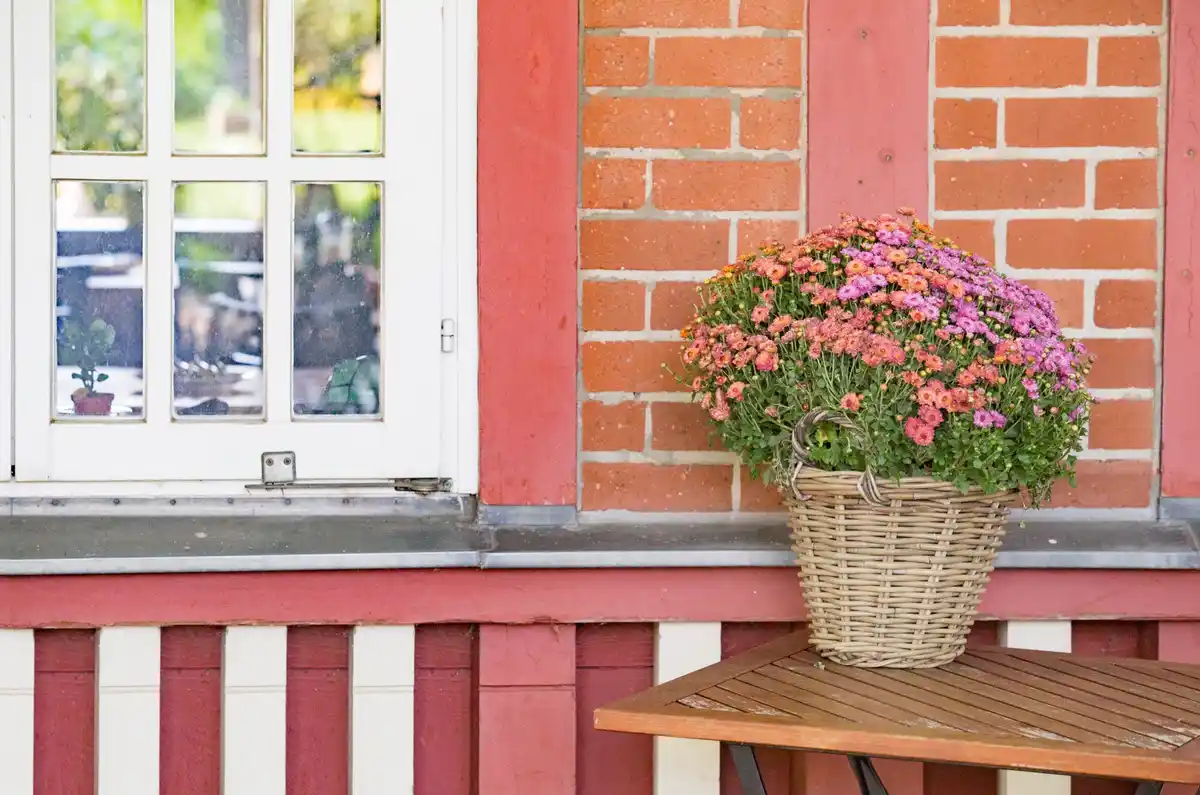 homemade greenhouse made from reclaimed windows in the Netherlands