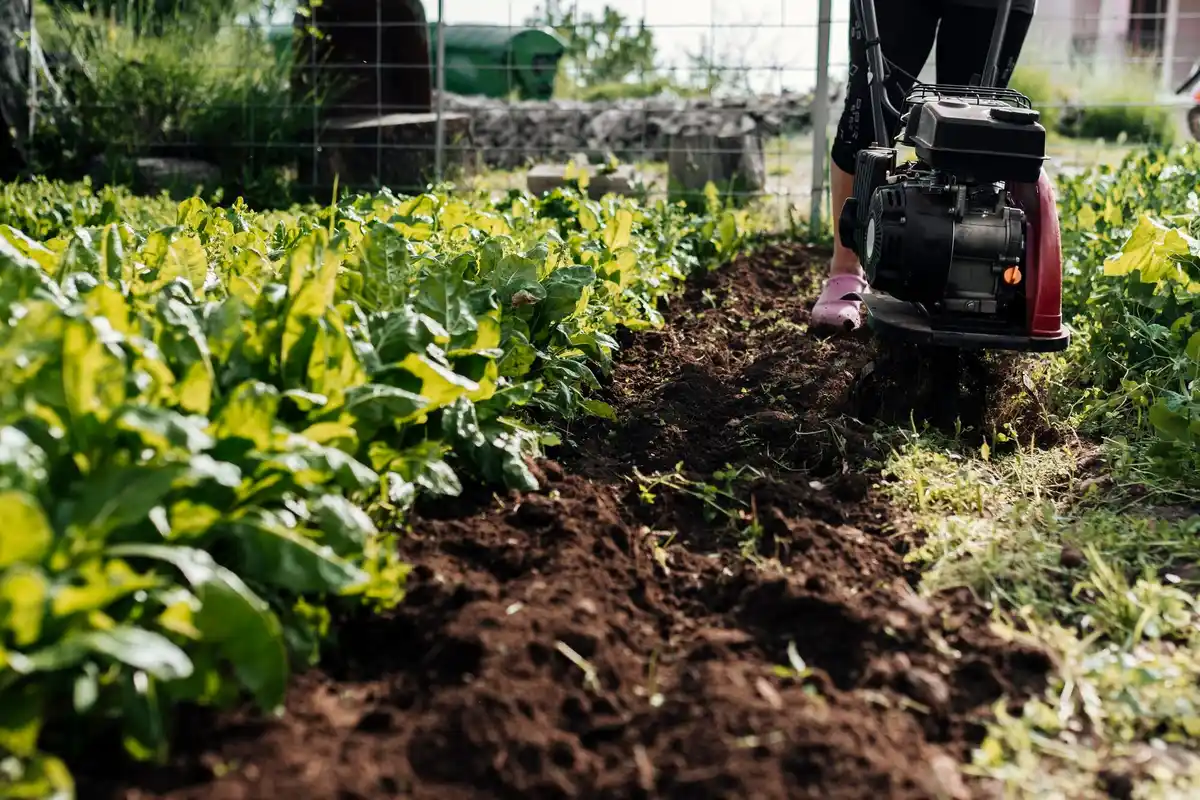 electric garden weeder in Dutch backyard