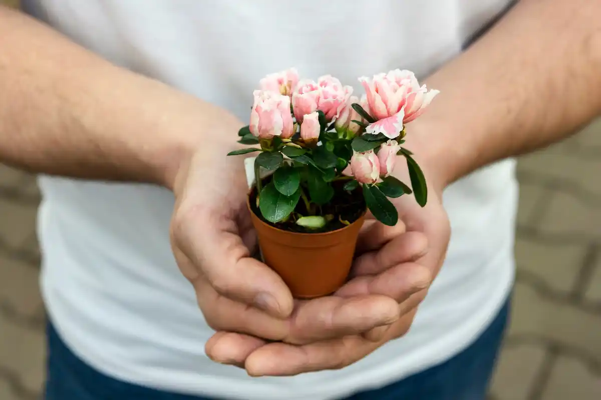 Dutch hands weeding garden closeup