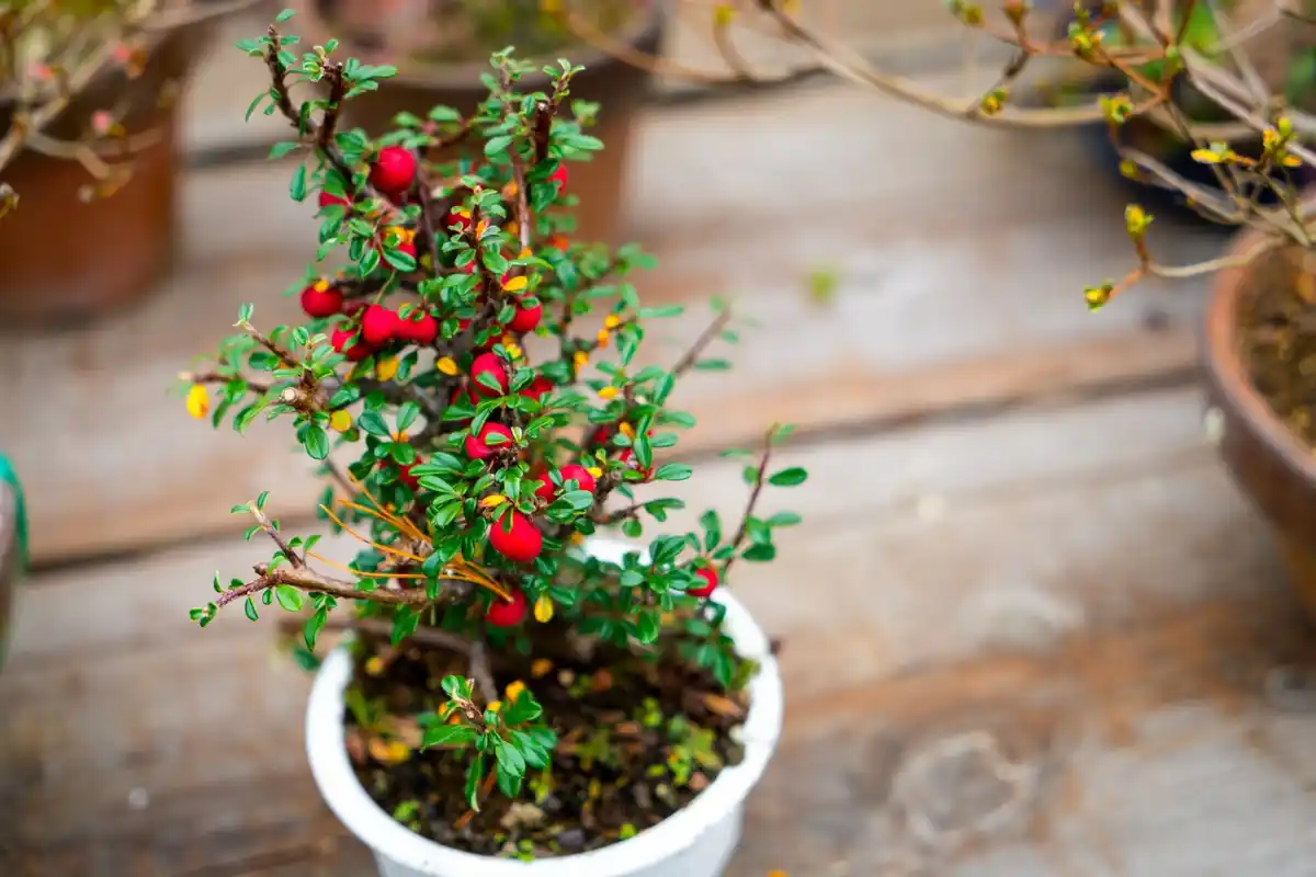 coffee grounds on tomato plants