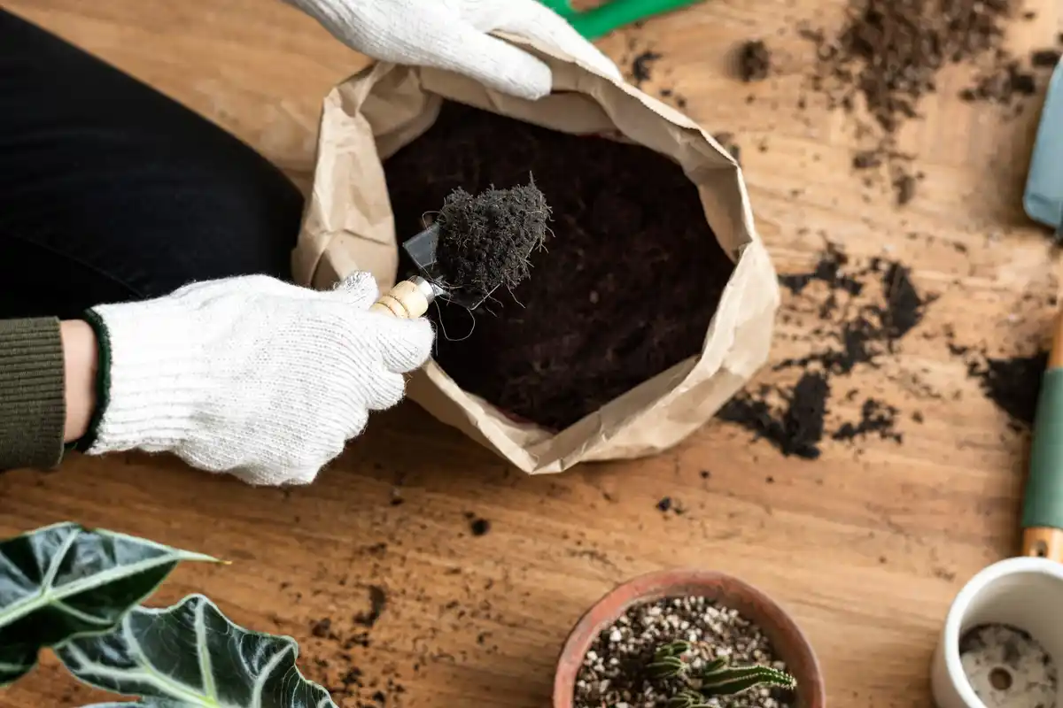 recycled coffee grounds vegetable garden
