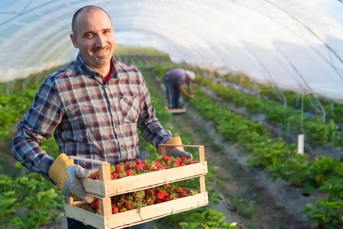 elderly man working in greenhouse Netherlands