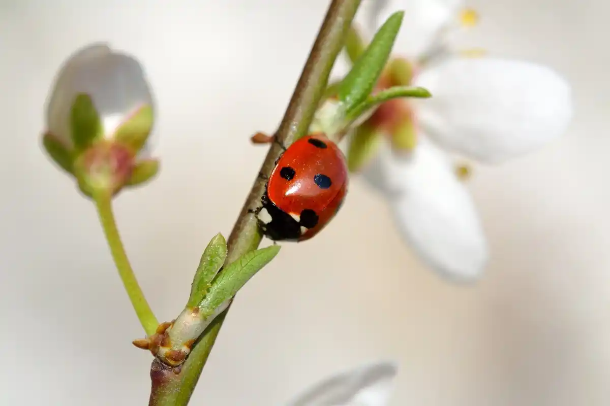 ladybug eating aphids close-up Dutch garden