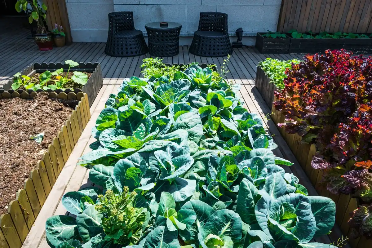 urban dutch herb garden with separate basil and tomato plants