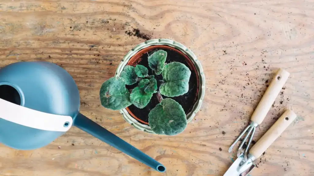 affordable garden tool closeup netherlands