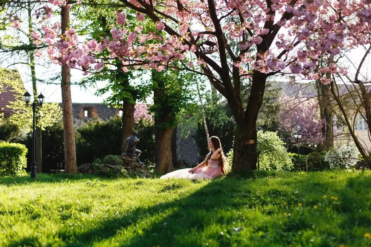 plum tree in small dutch backyard sunny