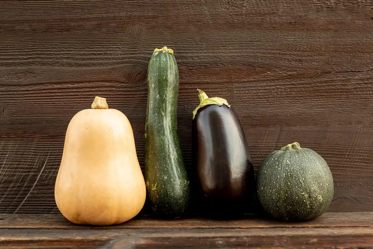 Dutch allotment vertical courgette close up