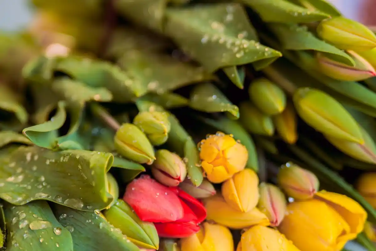 banana peels in flower beds Nederland