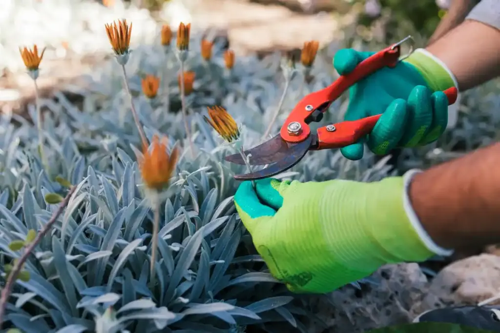 dull pruning shears plant damage closeup