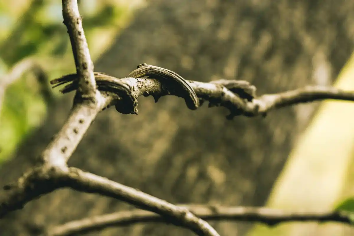 dull rusty pruning shears close up plant damage